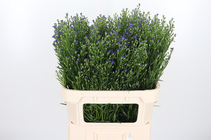 Aster Casamare