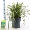 Carex morrowii Ice Dance