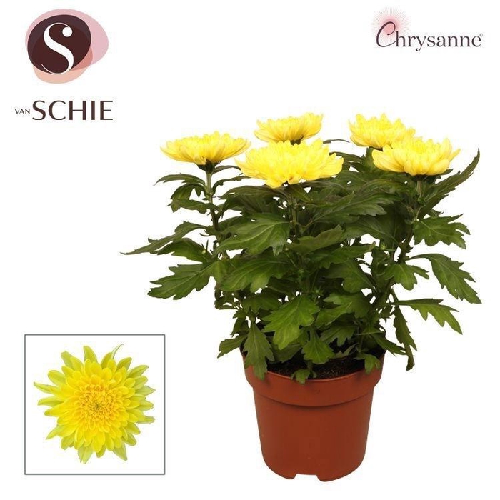 <h4>Chrys Zembla Next Yellow P17</h4>