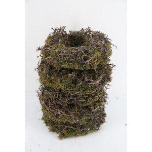 Wreath Moss Bonsai Ø40