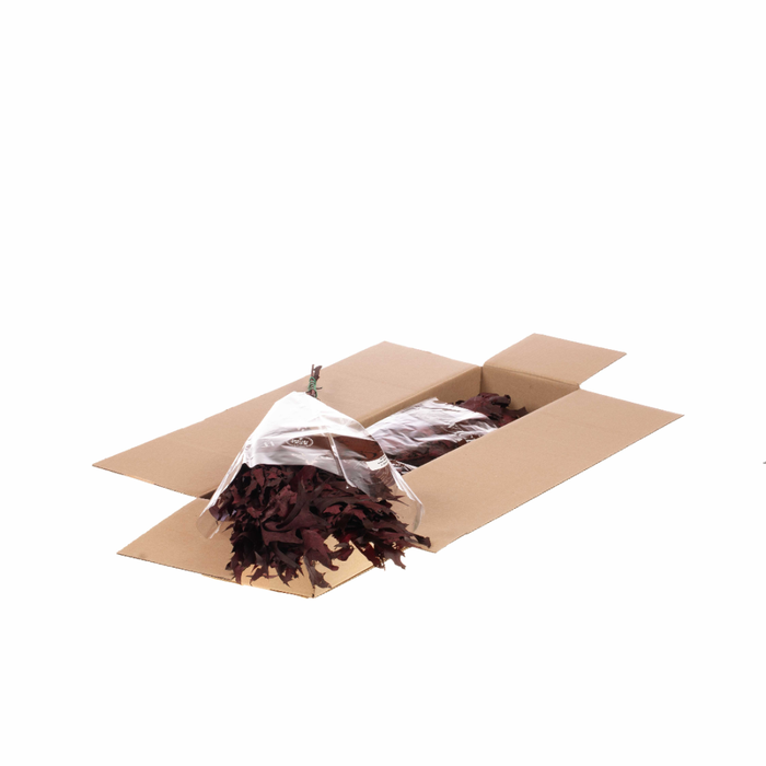 <h4>Scarlet Oak Leaf Preserved Sb Bordeaux</h4>