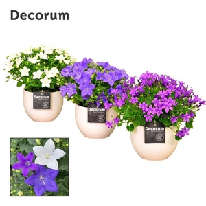Campanula Mix Melanie