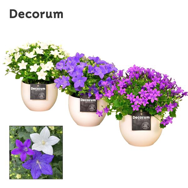 <h4>Campanula Mix Melanie</h4>