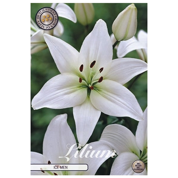 <h4>Lilium Icemen x2 16/18</h4>