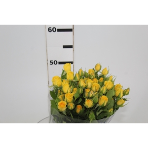 ROSA SPRAY YELLOW BABE 050 CM