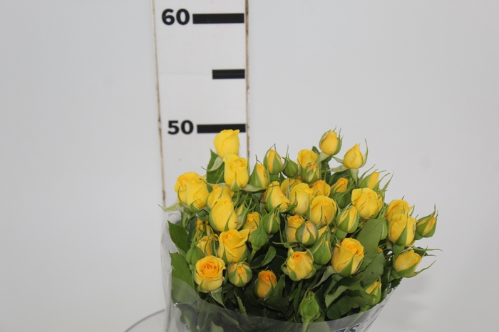 <h4>ROSA SPRAY YELLOW BABE 050 CM</h4>