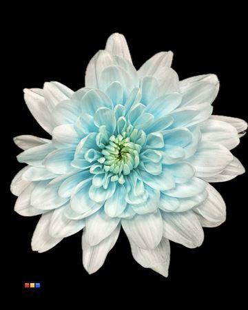 <h4>Chr T 2 Kl Baltica Pastel Blue</h4>