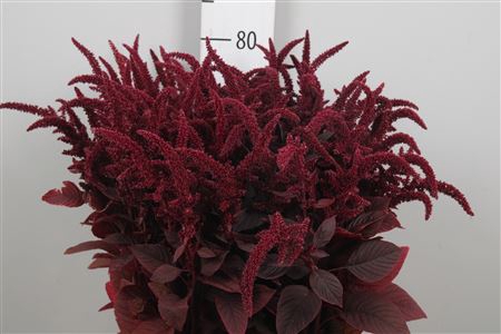 <h4>Amar Cr Velvet</h4>