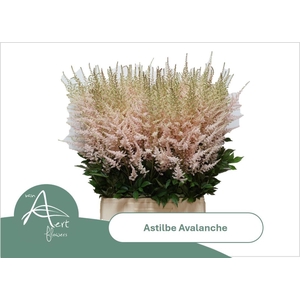 ASTIL JA AVALANCHE