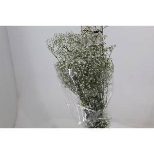 GYPSOPHILA DYNAMIC LOVE 070 CM