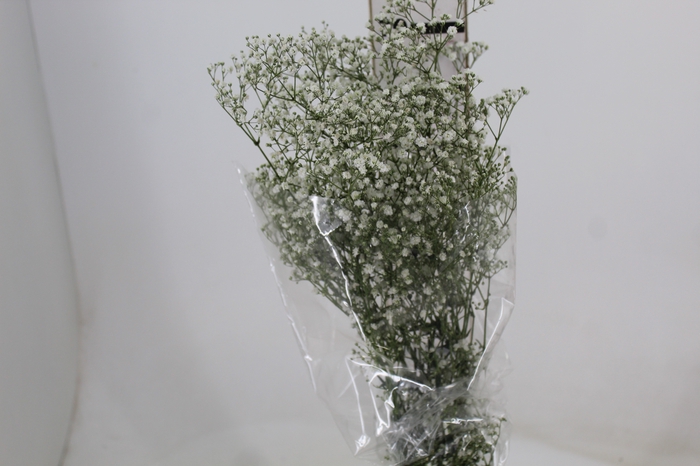 <h4>GYPSOPHILA DYNAMIC LOVE 070 CM</h4>