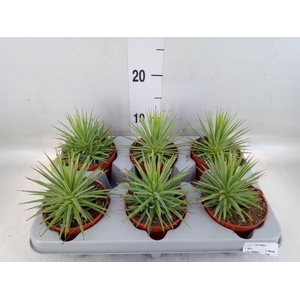 Agave stricta 'Nana'