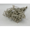 Dried Limonium Diamond White Bunch