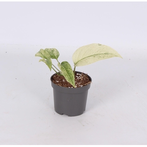 Monstera laniata Mint Variegata 9cm - PS
