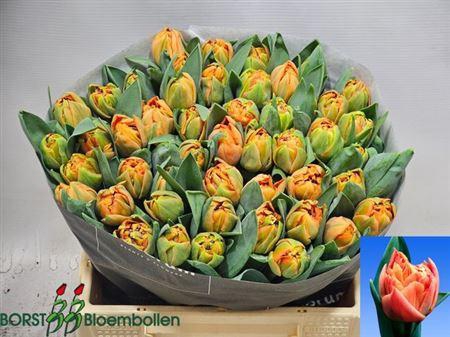 <h4>Tu Du Valdivia</h4>