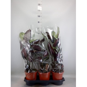 Calathea majestica 'Whitestar'