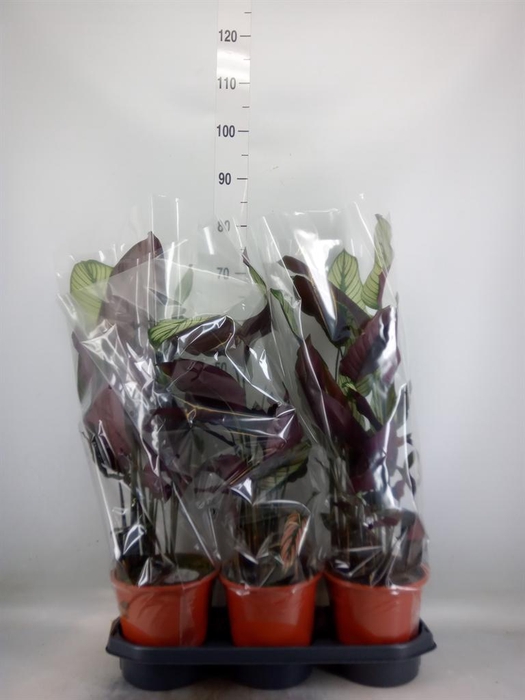 <h4>Calathea majestica 'Whitestar'</h4>