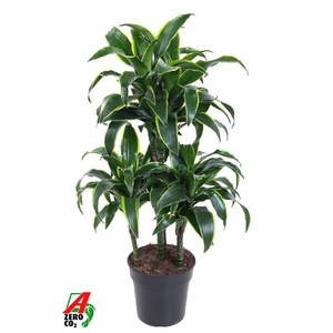 Dra Fr Dorado Carrousel