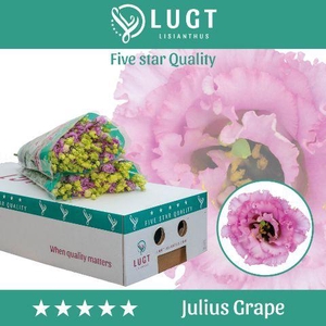 Lisianthus Julius Grape