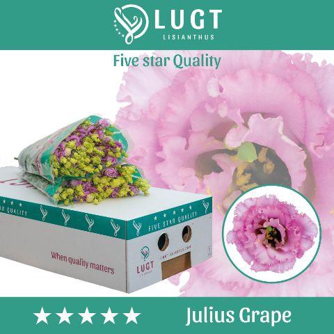 <h4>Lisianthus Julius Grape</h4>