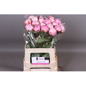 Paeonia Sarah Bernhardt | XXL
