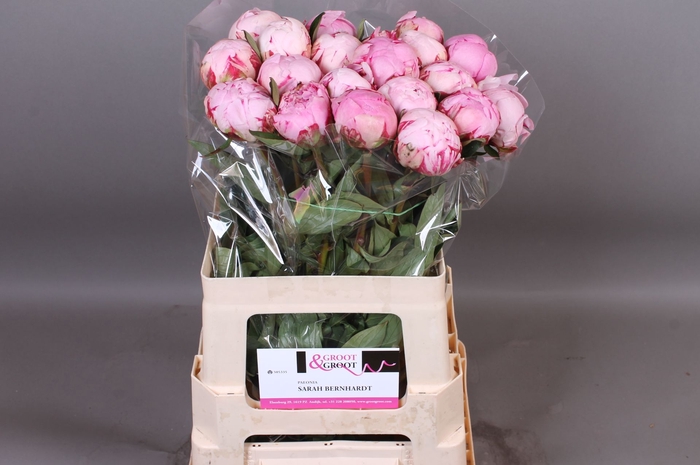 <h4>Paeonia Sarah Bernhardt | XXL</h4>