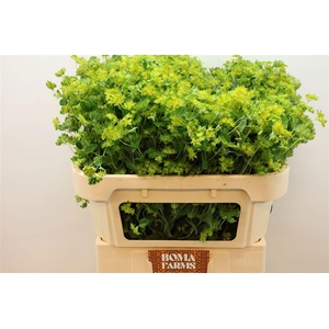 BUPLEURUM ROTUNDIFOL