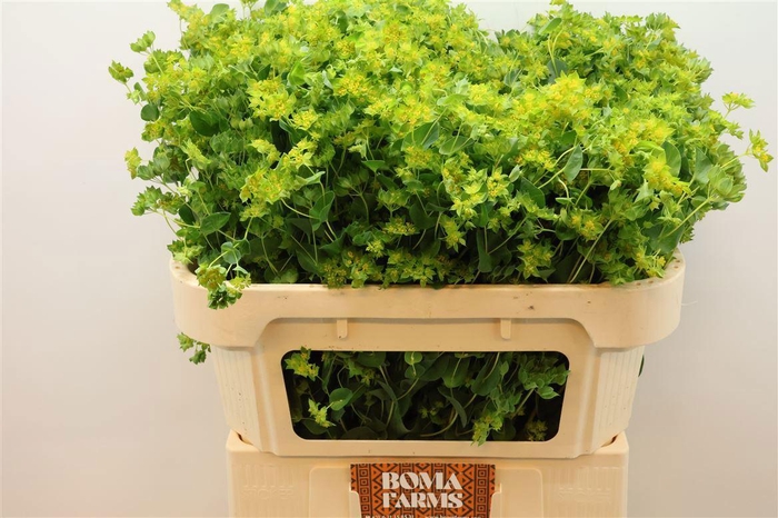 <h4>BUPLEURUM ROTUNDIFOL</h4>