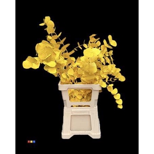 Cinerea Yellow