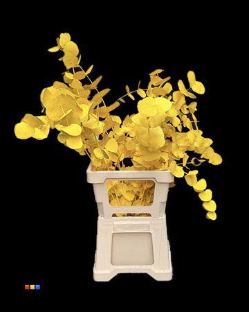 <h4>Cinerea Yellow</h4>