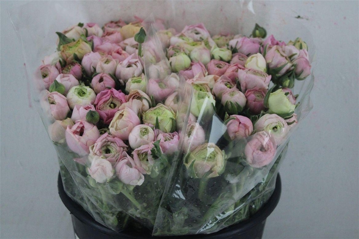 <h4>Ran Elegance Pastel</h4>