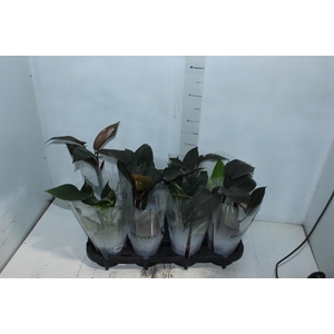 PHILODENDRON VARIADO P12