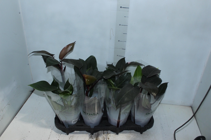 <h4>PHILODENDRON VARIADO P12</h4>
