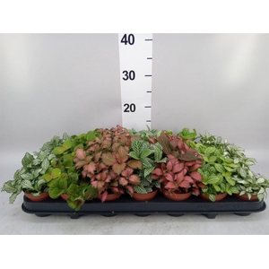 Fittonia   ...mix 7