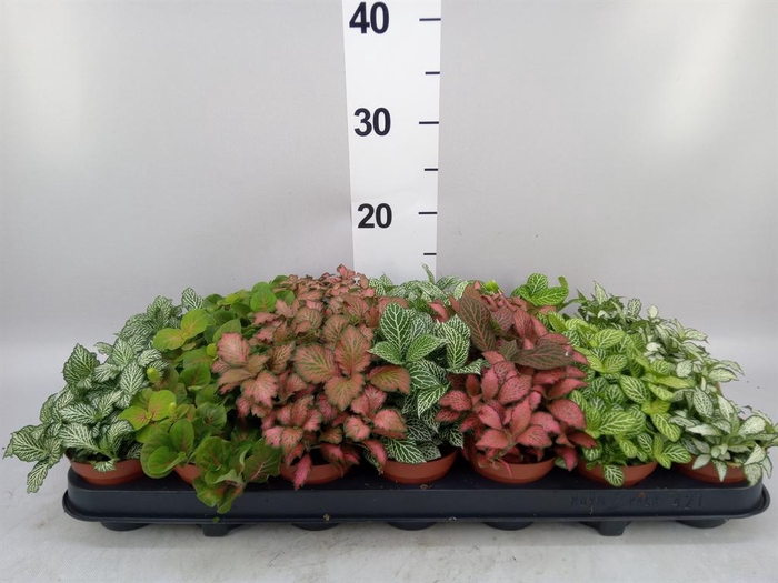<h4>Fittonia   ...mix 7</h4>