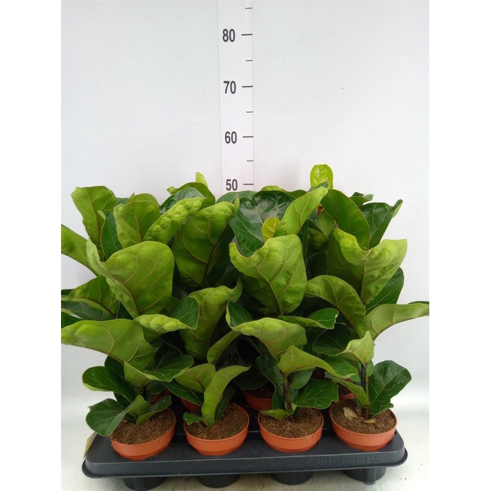 <h4>Ficus lyrata 'Bambino'</h4>