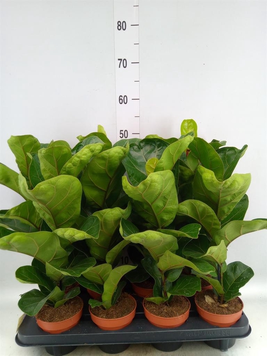 Ficus lyrata 'Bambino'