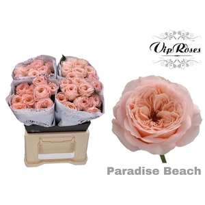 R KL PARADISE BEACH