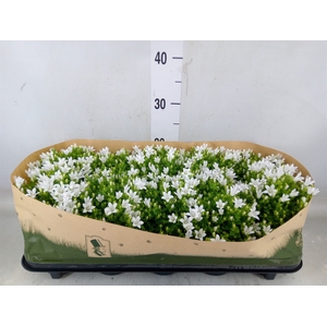 Campanula porten. 'Get Mee White'