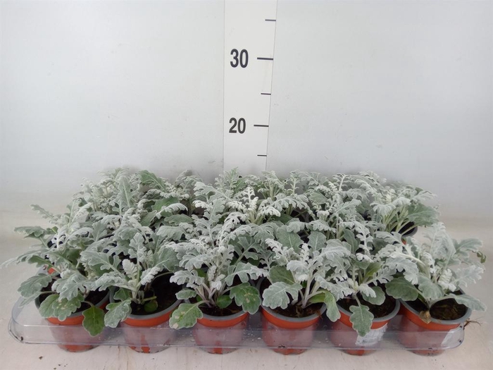 <h4>Jacobaea maritima</h4>