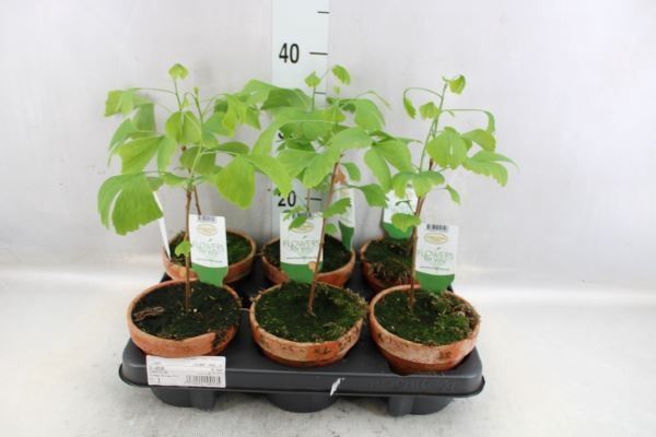<h4>Ginkgo biloba   ...</h4>