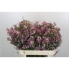 Chamelaucium Kerryn