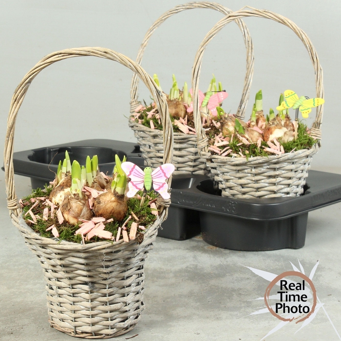 <h4>ARR NARCISSUS</h4>