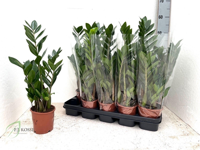 <h4>ZAMIO ZAMIIFOLIA</h4>