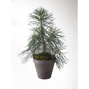 PINUS SYLVESTRIS p18