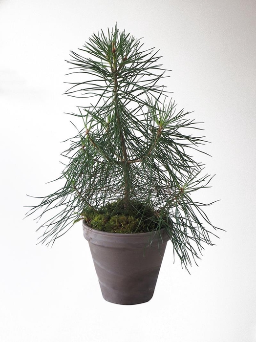 <h4>PINUS SYLVESTRIS p18</h4>