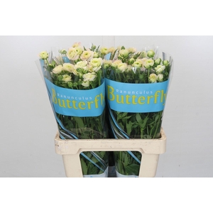 Ranunculus Butterfly Ariadne