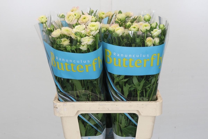 <h4>Ranunculus Butterfly Ariadne</h4>