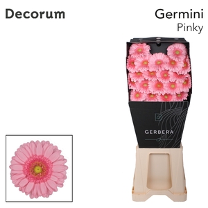 Germini Pinky Diamond