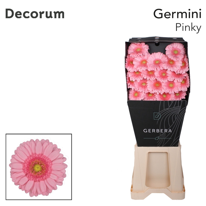 <h4>Germini Pinky Diamond</h4>